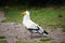 The Egyptian Vulture, Neophron Percnopterus,