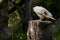 Egyptian Vulture Neophron percnopterus