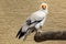 Egyptian vulture (Neophron percnopterus).