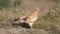 Egyptian vulture, Neophron percnopterus,