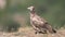 Egyptian vulture, Neophron percnopterus,