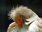 Egyptian Vulture Neophron percnopterus Adult head portrait captive bird