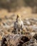 Egyptian vulture or Neophron percnopterus perched on carcass of a animal in clean background at jorbeer conservation reserve