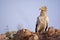 Egyptian Vulture Neophron percnopterus, scavenger bird