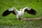 Egyptian vulture, Neophron percnopterus, white scavenger vulture with outstretched wings