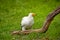 Egyptian vulture, Neophron percnopterus, white scavenger vulture with yellow beak, standing on green meadow.