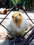 The Egyptian vulture. Portrait of a vulture through a grid cell. Beautiful wild bird in captivity.