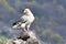 Egyptian Vulture on a Rock, into the Mountains