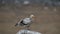 Egyptian Vulture Sharpening Her Beak