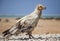 Egyptian vulture in Socotra