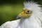 Egyptian Vulture, White Scavenger Vulture, PharaohÂ´s Chicken