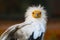 Egyptian vulture with white star-shaped hackle feathers