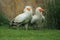 Egyptian vultures
