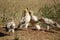 Egyptian vultures break eggs