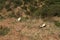 Egyptian vultures from Ethiopia