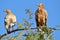 Egyptian vultures (Neophron Percnopterus) on a branch on Sokotra island,Yemen