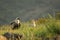 The Egyptian Vultures Neophron percnopterus sitting in the grass with the rocks and green background