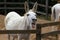 Egyptian White Donkey Braying, Calling