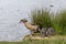 Egyption goose with babies ready to jump