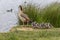 Egyption goose with babies standing on shore