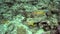 Ehrenberg`s snapper Lutjanus ehrenbergii and Yellowtail Sailfin Tang Zebrasoma xanthurum