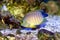 Eibli Angelfish, Centropyge eibli, swimming through corals