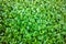 Eichhornia Crassipes hyacinth invasive  leaf aquatic plant tropical river pond
