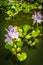 Eichhornia Flowering Water Hyacinth