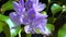 Eichhornia, water hyacinths (Eichhornia azurea), gently purple asymmetric aquatic plant flower