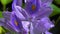 Eichhornia, water hyacinths (Eichhornia azurea), gently purple asymmetric aquatic plant flower