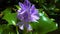 Eichhornia, water hyacinths (Eichhornia azurea), gently purple asymmetric aquatic plant flower