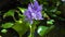 Eichhornia, water hyacinths (Eichhornia azurea), gently purple asymmetric aquatic plant flower
