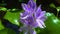 Eichhornia, water hyacinths (Eichhornia azurea), gently purple asymmetric aquatic plant flower