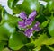 Eichhornia, water hyacinths (Eichhornia azurea), gently purple asymmetric aquatic plant flower