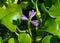 Eichhornia, water hyacinths (Eichhornia azurea), gently purple asymmetric aquatic plant flower