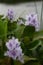 Eichornia flower - common water hyacinth