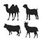 Eid al-Adha Sacrificial Animals camel, cow, sheep and goats.