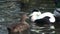 Eider duck close up mating with female