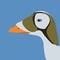 Eider duck head vector illustration flat style profile