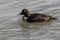 Eider Duck, a large sea duck at the Barnegat Inlet, New Jersey