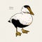 Eider Duck is a large sea duck, vintage line drawing vector