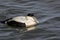 Eider Duck male, a large sea duck at the Barnegat Inlet, New Jersey