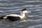 Eider Duck male a large sea duck at the Barnegat Inlet, New Jersey