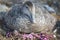 Eider duck on the nest