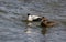 Eider Duck pair, a large sea duck at the Barnegat Inlet, New Jersey