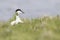 Eider duck portrait fishing nesting