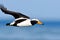 Eider duck, Somateria melanoptera, single bird in flight, Falkland Islands. Generative AI