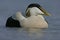 Eider duck, Somateria mollissima