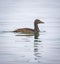 Eider duck, Somateria mollissima, single female, swimming in Arctic