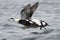 Eider duck taking of